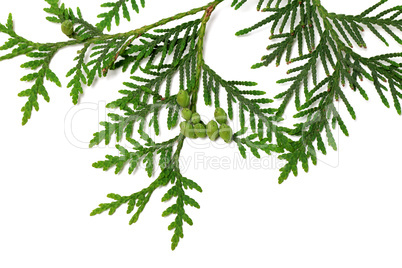 Thuja twig with green cones on white background