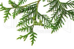 Thuja twig with green cones on white background
