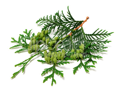 Green twig of thuja with cones on white background