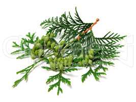 Green twig of thuja with cones on white background