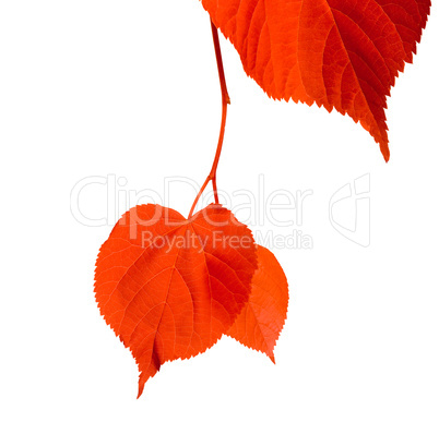 Red linden-tree leafs isolated on white