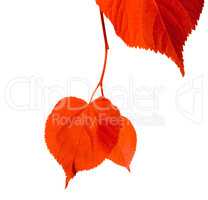 Red linden-tree leafs isolated on white