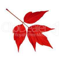 Red acer negundo leaf isolated on white