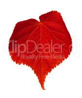 Red tilia leaf