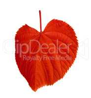 Red tilia leaf