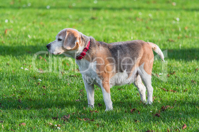 Junger braun weißer Hund