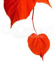 Red tilia leafs on white background