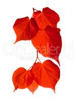 Red tilia leafs