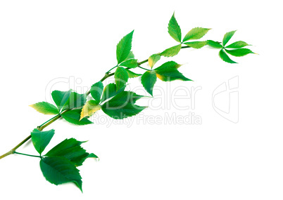 Twig of grapes leaves (Parthenocissus quinquefolia foliage)