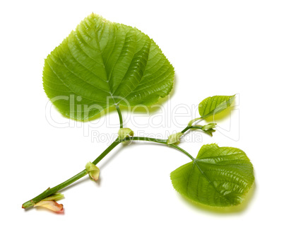 Green linden-tree leafs on white background.