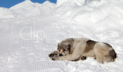 Dog sleeping on snow