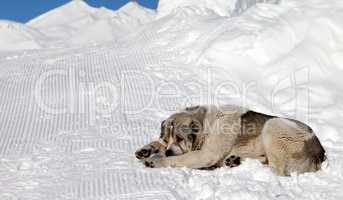 Dog sleeping on snow