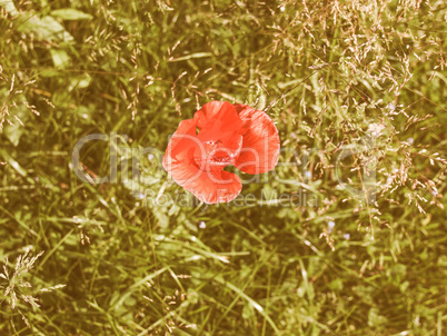 Retro looking Papaver flower