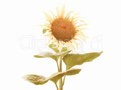 Retro looking Sunflower flower