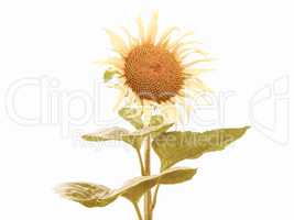 Retro looking Sunflower flower