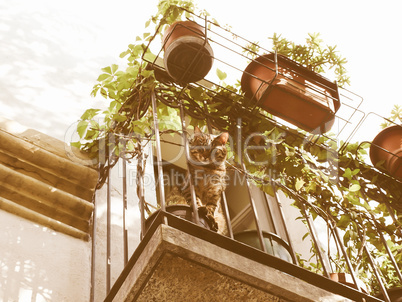 Retro looking Balcony with cat