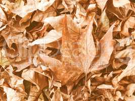 Retro looking Falling leaves