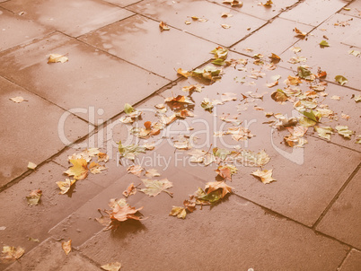 Retro looking Leaves on pavement