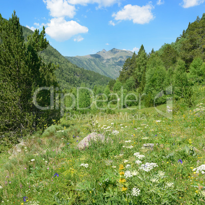 beautiful meadow covered with forest