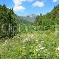 beautiful meadow covered with forest