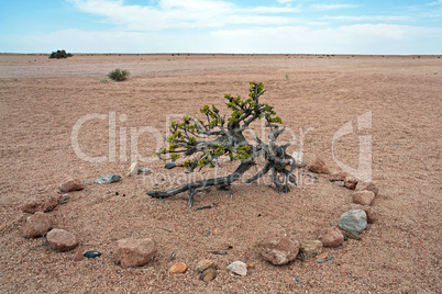 Talerbusch, Namibia