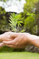 Young couple holding a sapling