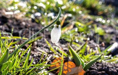 White snowdrop on a sunny day