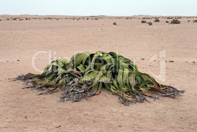 Welwitschia mirabilis, Namibia