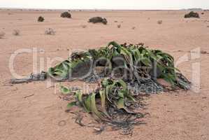 Welwitschia mirabilis, Namibia