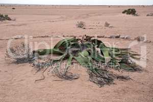 Welwitschia mirabilis, Namibia