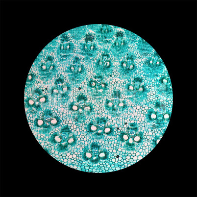 Bamboo stem micrograph