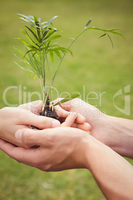 Young couple holding a sapling