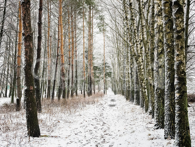 Winter landscape: trees in the frost.