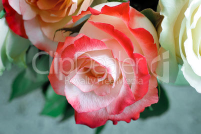 A bouquet of roses on light green background.
