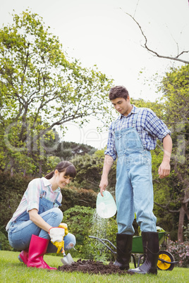 Young couple watering a sapling