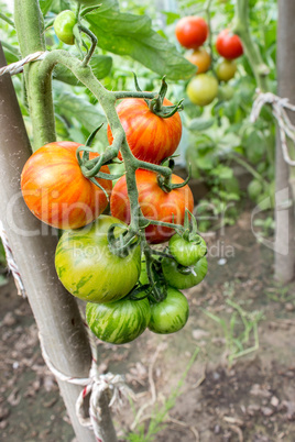 tomato plant