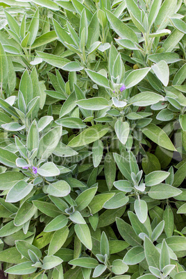 sage plant