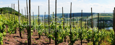 Weinberg bei Ürzig Panorama