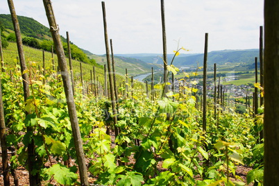 Weinberg bei Ürzig