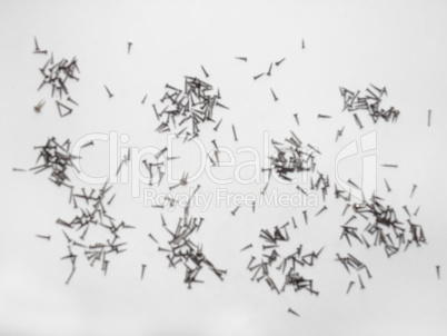 Handfuls of Shoe nails scattered on paper. defocused