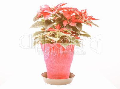 Retro looking Poinsettia