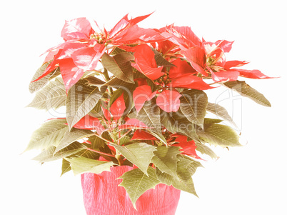 Retro looking Poinsettia Retro looking Poinsettia