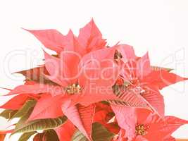 Retro looking Poinsettia Christmas star