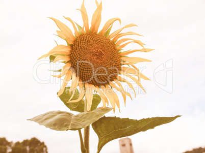 Retro looking Sunflower flower