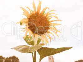 Retro looking Sunflower flower