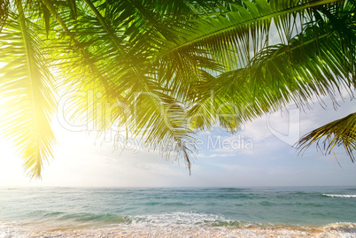 Palms and ocean at sunrise