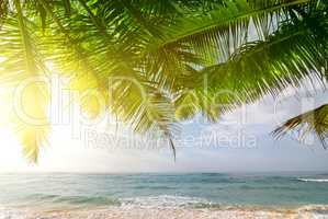 Palms and ocean at sunrise