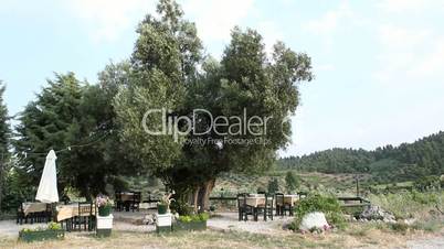 cafe terrace under a old olive tree