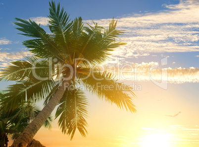 Curly clouds and palms