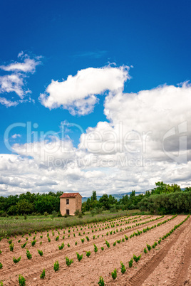 vineyards Provence